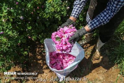 كشت گونه های برتر گل محمدی افزایش می یابد