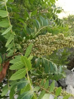 آماده سازی ۳ پرونده طبیعی استان ایلام برای ثبت در لیست آثار ملی