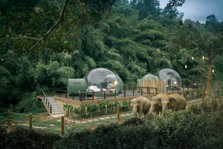 راه اندازی هتل جنگلی حبابی برای همنشینی با فیل ها