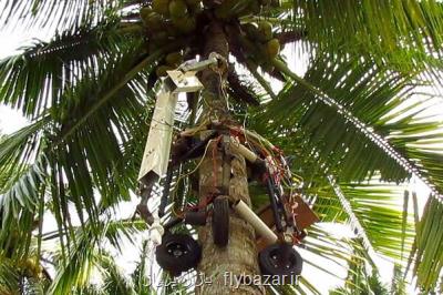 ربات هندی از درخت بالا می رود و نارگیل می چیند